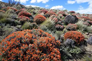 Fuego: Red Gorse - (Spanish name: Mata fuego or Bola de fuego)