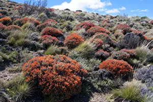 Fuego: Red Gorse - (Spanish name: Mata fuego or Bola de fuego)