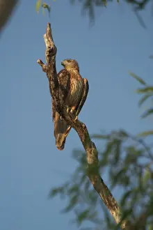 Radiatus: Red Goshawk - female