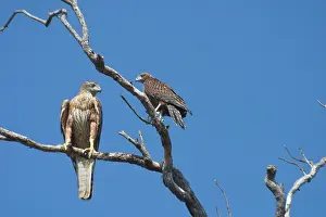 Radiatus: Red Goshawk - female and male