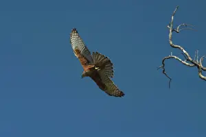 Goshawks: Red Goshawk - in flight. Largest Australian goshawk