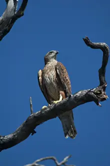 Goshawks: Red Goshawk - Largest Australian Goshawk. Rare