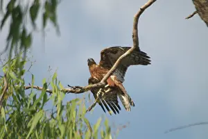 Radiatus: Red Goshawk - male