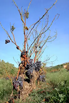 1984: Red Grapes - 1984 wine crisis harvest