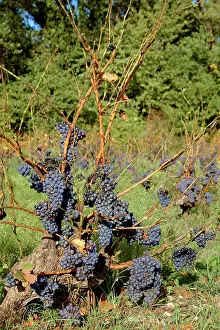 1984: Red Grapes - not harvested - 1984 wine crisis