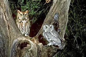 Screech: Red and Gray Screech Owls