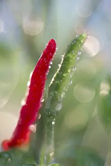 Chillies: Red and Green chillies, Norfolk UK