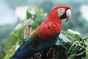 Axel Bunge: Red & Green / Green-winged Macaw