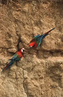Clay: Red & Green / Green-winged Macaw - two at clay lick