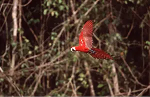 Macaw: Red & Green / Green-winged Macaw - In flight