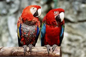 Macaw: Red & Green / Green-winged Macaw - x two, on perch