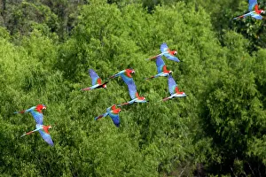 Chloroptera: Red and Green Macaw