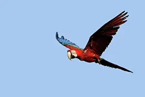 Chloroptera: Red and Green Macaw