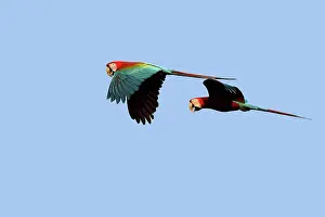 Chloroptera: Red and Green Macaw