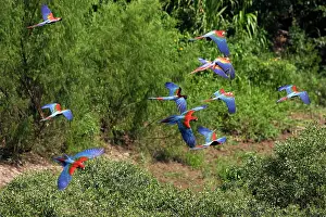 Chloroptera: Red and Green Macaw
