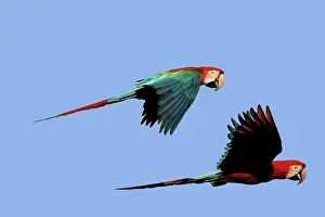 Chloroptera: Red and Green Macaw
