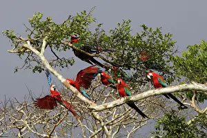 Chloroptera: Red and Green Macaw