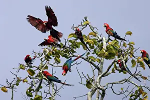 Chloroptera: Red and Green Macaw