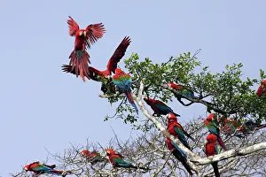 Chloroptera: Red and Green Macaw