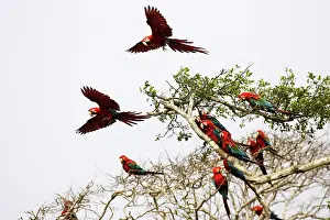 Chloroptera: Red and Green Macaw