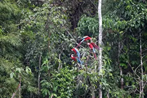 Chloroptera: Red and Green Macaw