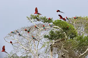 Chloroptera: Red and green Macaw