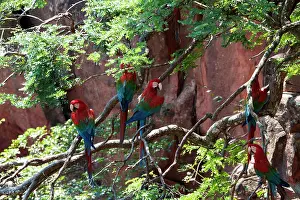 Chloroptera: Red and Green Macaw