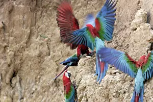 Zoopharmacognosy: Red and Green Macaw - at clay lick