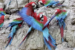 Zoopharmacognosy: Red and Green Macaw - at clay lick