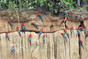 Zoopharmacognosy: Red and green Macaw - at clay lick