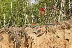 Zoopharmacognosy: Red and Green Macaw - at clay lick