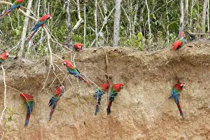 Zoopharmacognosy: Red and Green Macaw - at clay lick