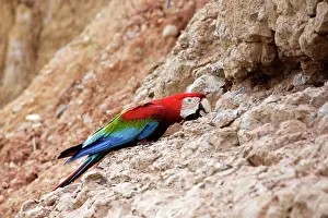 Zoopharmacognosy: Red and Green Macaw - at clay lick