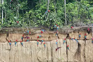 Zoopharmacognosy: Red and Green Macaw - at clay lick