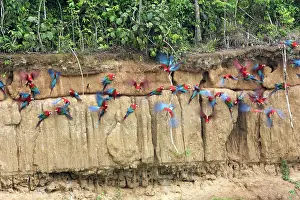 Zoopharmacognosy: Red and Green Macaw at the clay lick