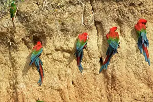 Zoopharmacognosy: Red and Green Macaw - clay lick