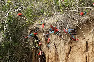 Zoopharmacognosy: Red and Green Macaw - at clay lick
