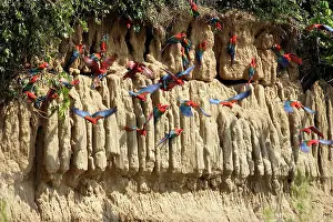 Zoopharmacognosy: Red and Green Macaw - at clay lick