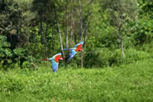 Chloroptera: Red and Green Macaw - in flight