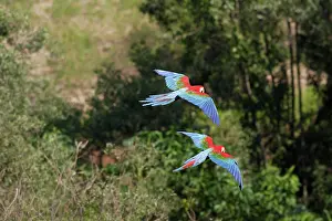 Chloroptera: Red and green Macaw - in flight
