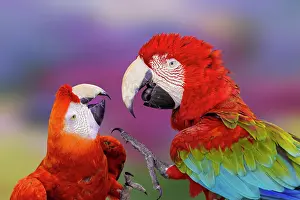 Cyan: Red and green macaw, green-winged macaw
