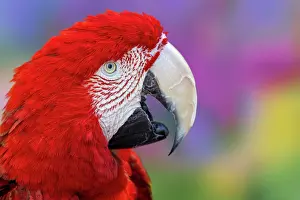 Cyan: Red and green macaw, green-winged macaw