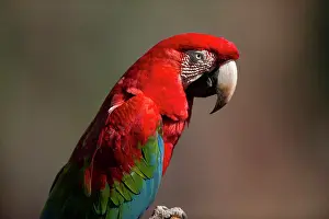 Edwards: Red and Green Macaw searching-portrait