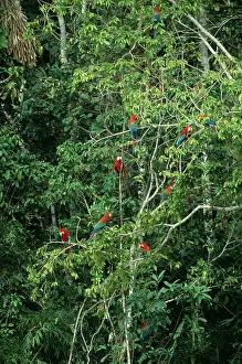 Zoopharmacognosy: Red & Green / Red & Blue Macaw - Waiting to descend