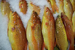 Selling: Red Grouper - Fish market