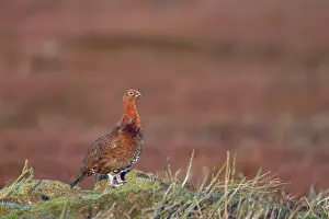Scoticus: Red Grouse