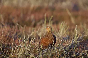 Scoticus: Red Grouse
