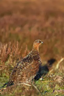 Scoticus: Red Grouse
