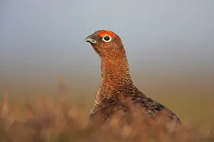 Scoticus: Red Grouse