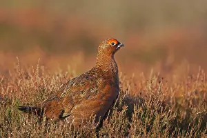 Scoticus: Red Grouse